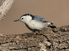 Sitta carolinensis