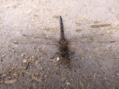Aeshna mixta