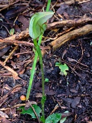 Pterostylis curta