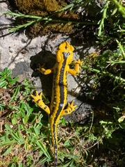 Salamandra salamandra