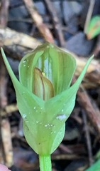 Pterostylis curta
