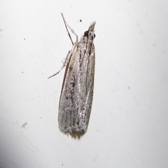 Scopariinae