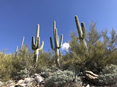 Carnegiea gigantea