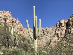 Carnegiea gigantea