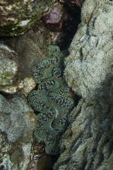 Tridacna maxima