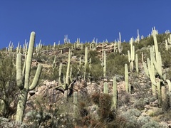 Carnegiea gigantea