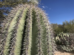 Carnegiea gigantea