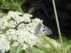 Parnassius apollo