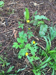 Ranunculus repens