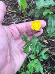 Ranunculus repens