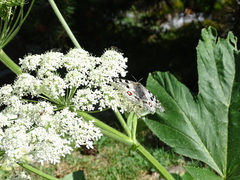 Parnassius apollo