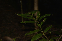 Cryptocarya glaucescens