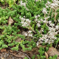 Sedum acre