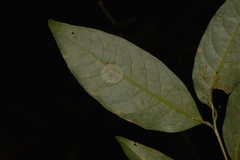 Cryptocarya glaucescens