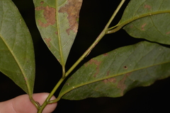 Cryptocarya glaucescens