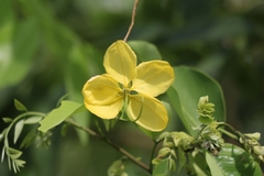 Cassia fistula