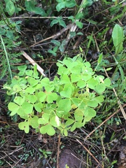 Oxalis stricta