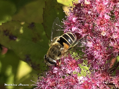 Eristalis arbustorum