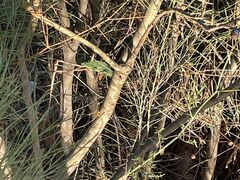 Chamaeleo chamaeleon chamaeleon