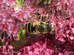 Eristalis arbustorum