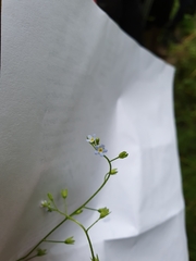 Myosotis laxa