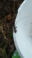 Acanthocinus griseus