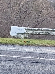Platycercus eximius