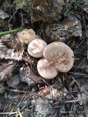 Lactarius helvus