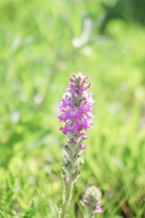 Pedicularis attollens