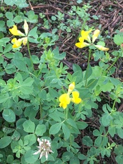 Lotus corniculatus
