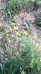 Genista tinctoria