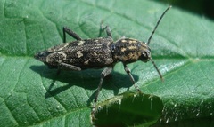 Xylotrechus rusticus