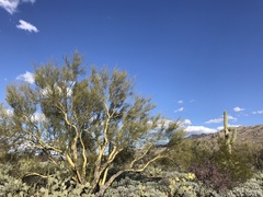 Parkinsonia microphylla