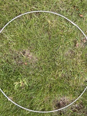 Eleocharis acicularis