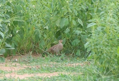 Ortygornis pondicerianus
