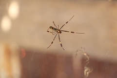 Trichonephila clavipes