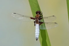Libellula depressa