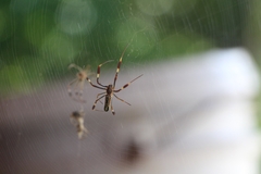 Trichonephila clavipes