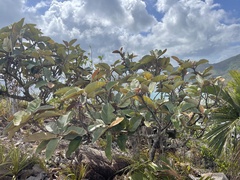 Ficus lutea