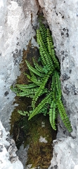 Asplenium trichomanes