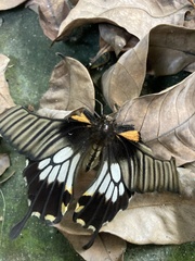 Papilio memnon