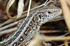 Lacerta agilis