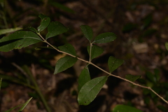 Cyclophyllum