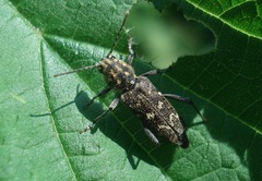 Xylotrechus rusticus