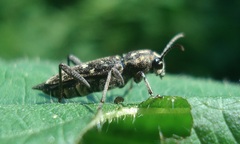Xylotrechus rusticus
