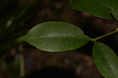Cyclophyllum