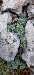 Saxifraga