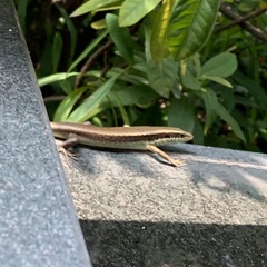 Eutropis