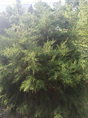 Juniperus foetidissima