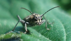 Xylotrechus rusticus